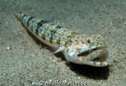 Lizardfish eating a tiny Moses sole. by Adolfo Maciocco 